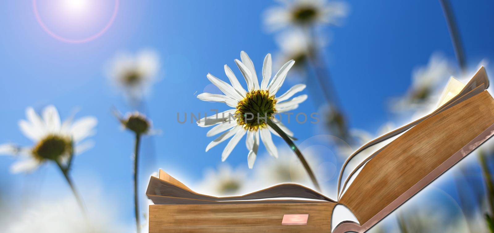 World book day. Open book on sunny field with flowers background. Book is power, source of knowledge, dream, access to wisdom concept