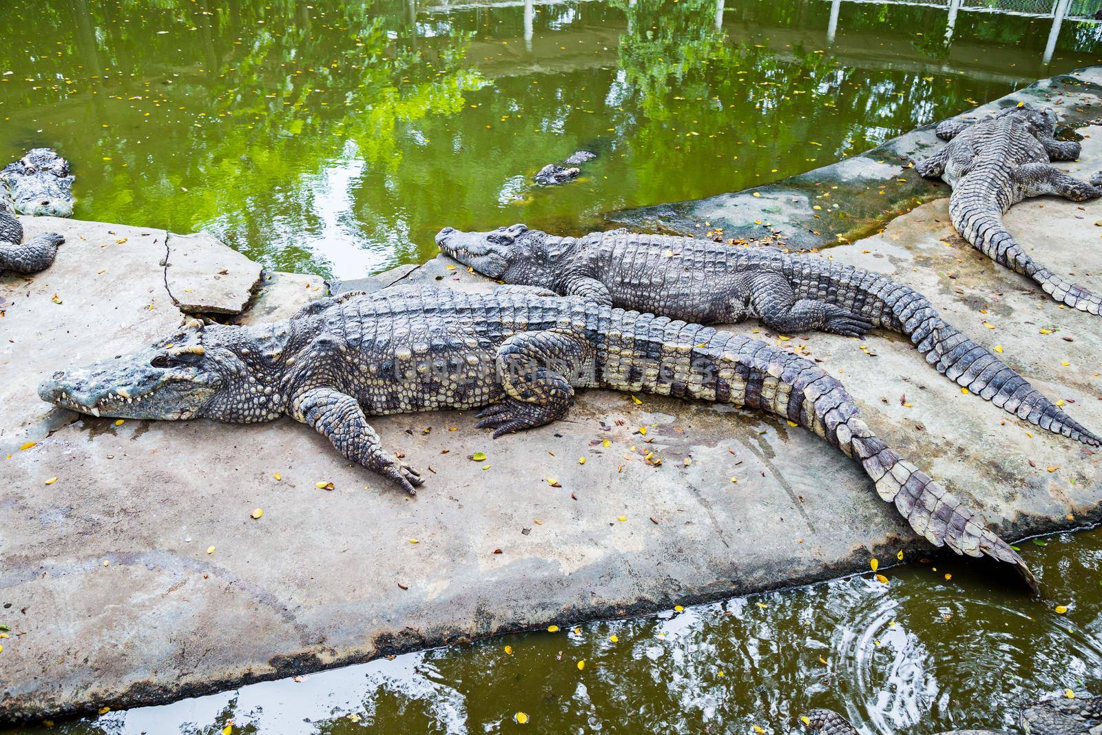 Crocodile Farm.Many feral animals are in the zoo. by Gamjai