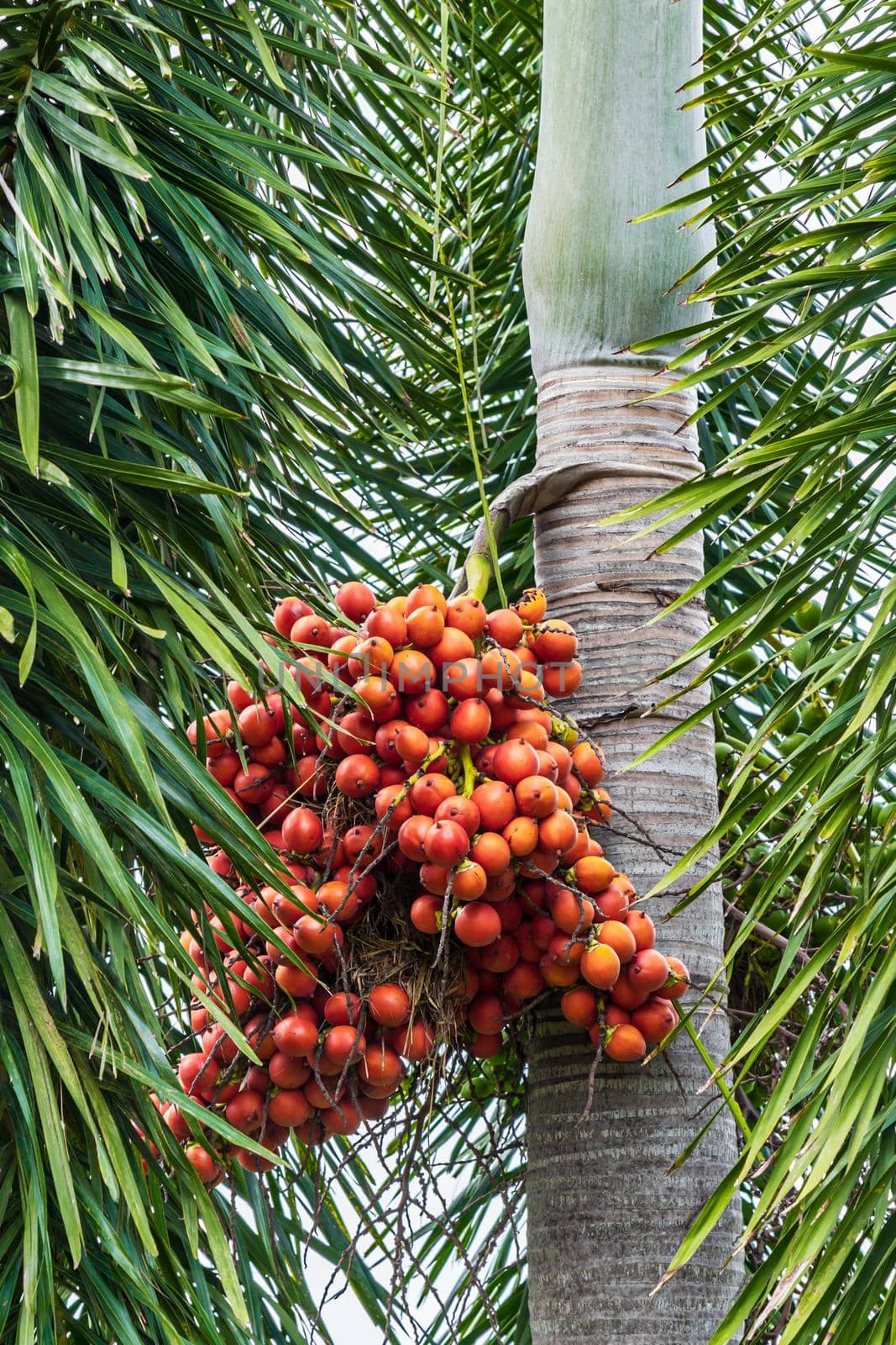 Areca catechu (Areca nut palm, Betel Nuts) All bunch into large clustered, hanging down. by Gamjai