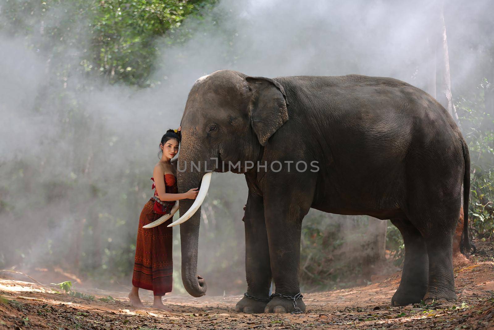 Thailand Countryside; Silhouette elephant on the background of sunset, elephant Thai in Surin Thailand. by chuanchai