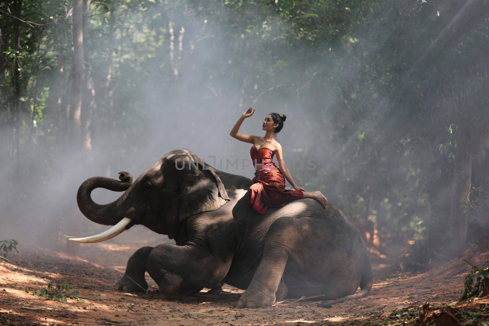 Thailand Countryside; Silhouette elephant on the background of sunset, elephant Thai in Surin Thailand. by chuanchai