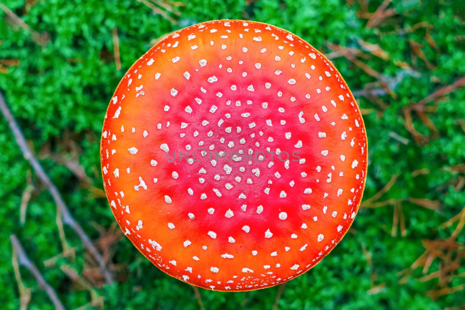 Amanita Muscaria. Red poisonous Fly Agaric mushroom in forest