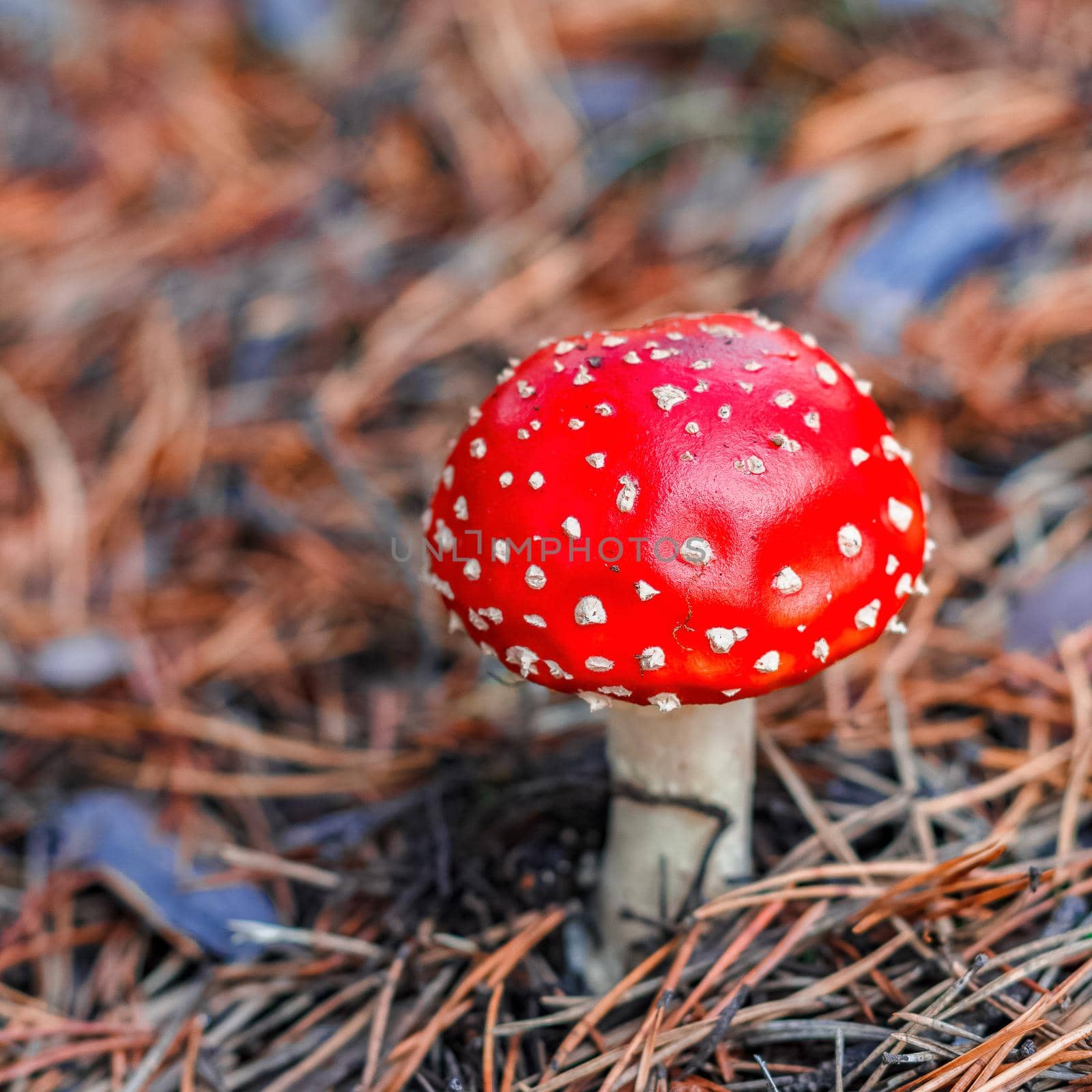 Red poisonous Amanita mushroom by InfinitumProdux