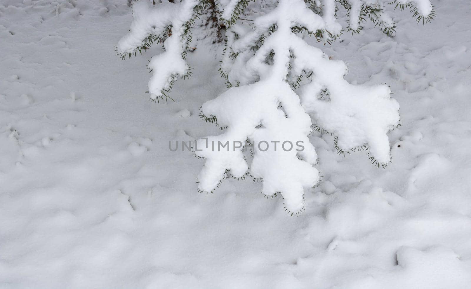 Christmas Fir branch in snow close up. Snow fir branch in forest. Road in the snow winter forest. Russian winter landscape. Christmas snow tree branch. Space for your text.