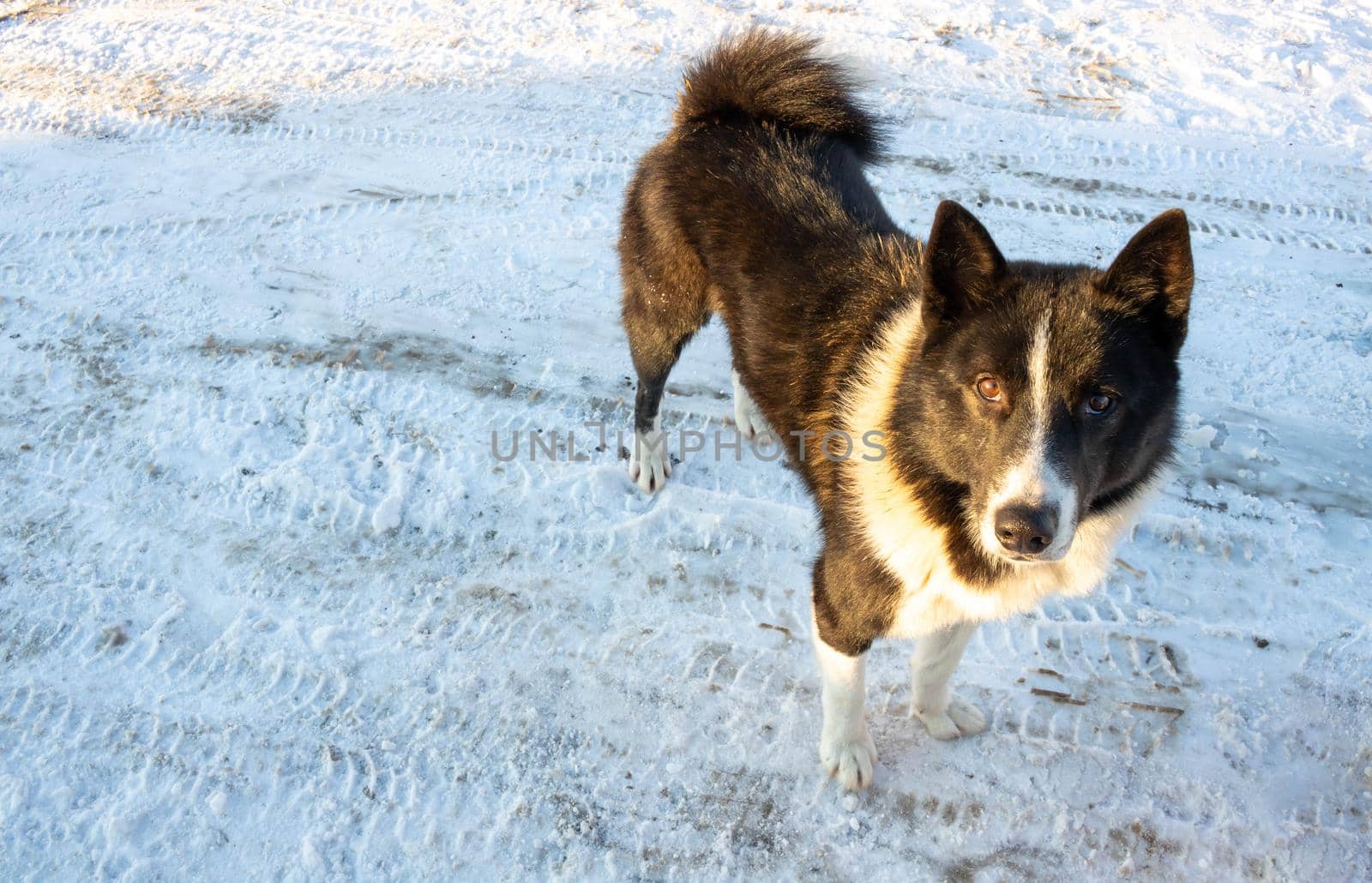 A dog stands on a snowy road and looks at the camera by lapushka62