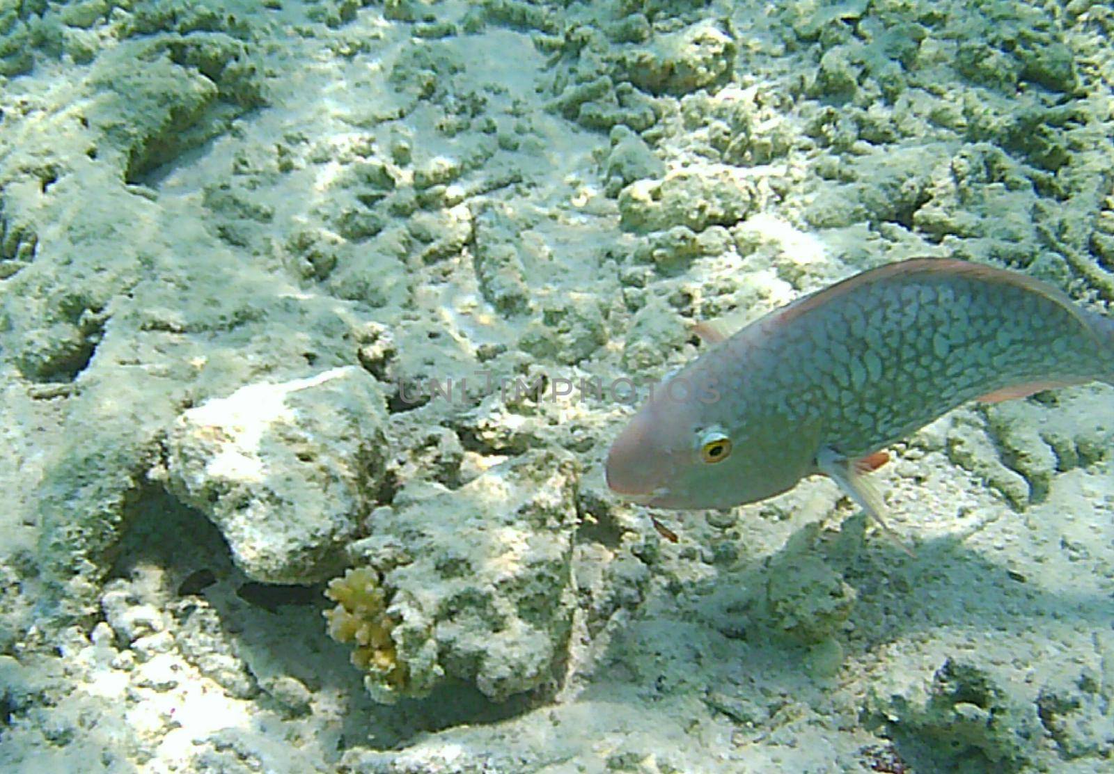 Fishes swim against the background of corals.