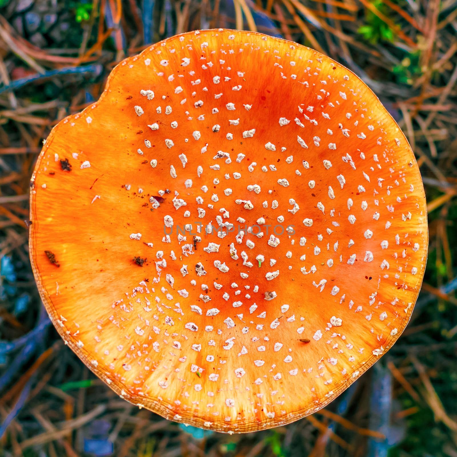 Amanita Muscaria. Red poisonous Fly Agaric mushroom in forest