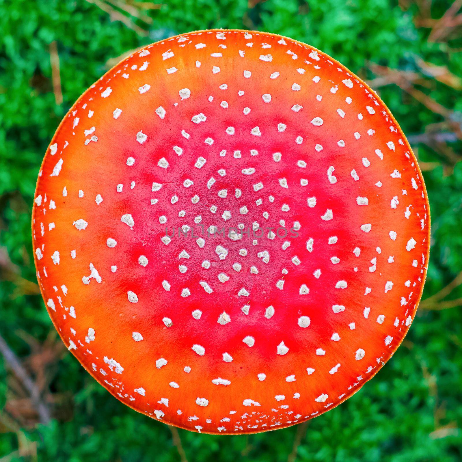 Amanita Muscaria poisonous mushroom by InfinitumProdux