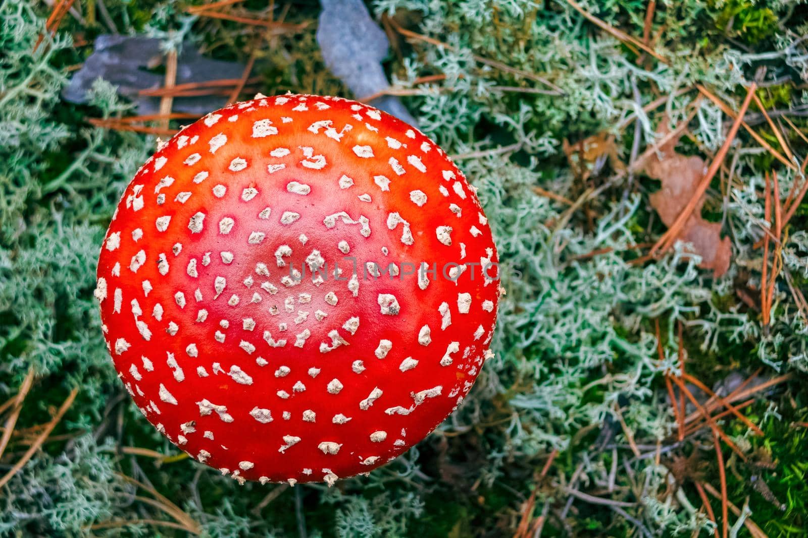 Amanita Muscaria. Red poisonous Fly Agaric mushroom in forest