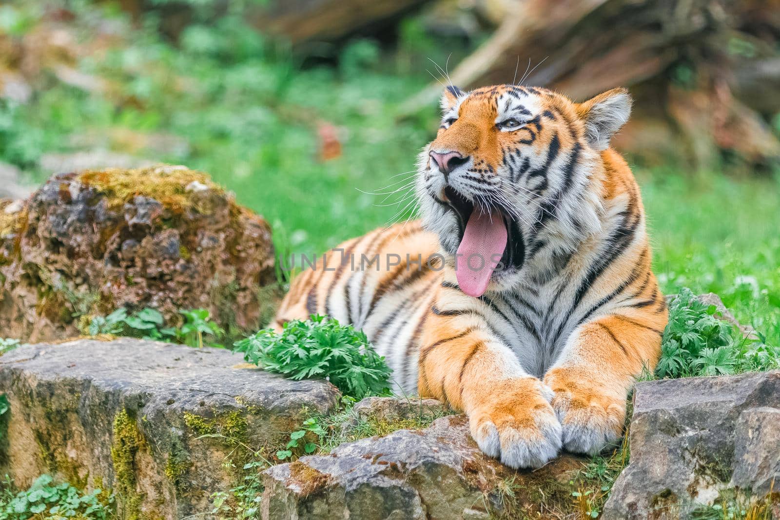 Young Bengal Tiger Lying on the Grass at Summer Day