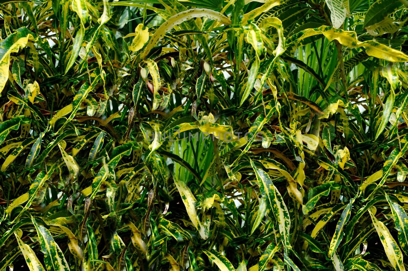 A yellow-green plant grows close-up in the open air.Texture or background