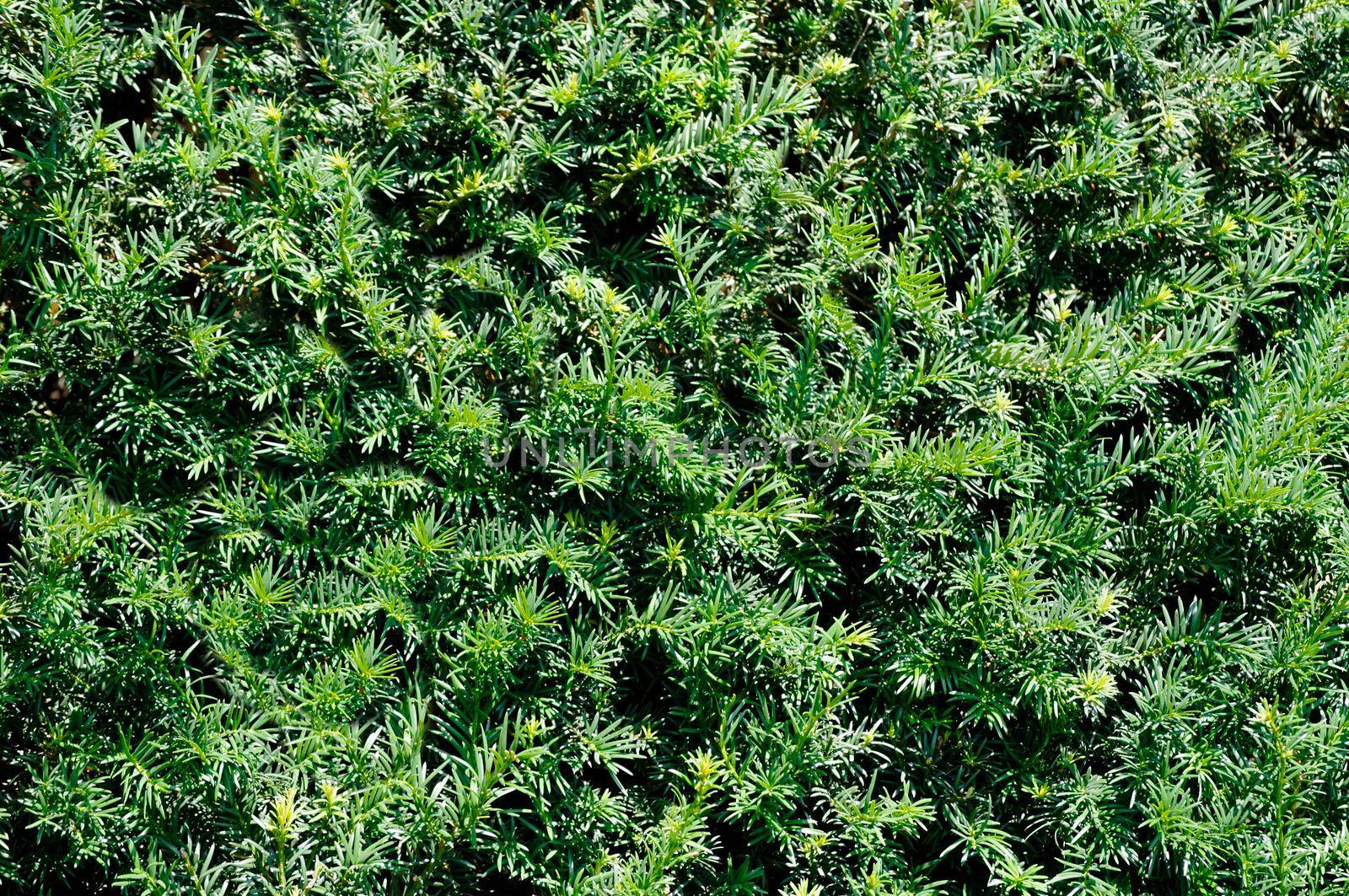 Evergreen coniferous tree in the open air.Texture or background