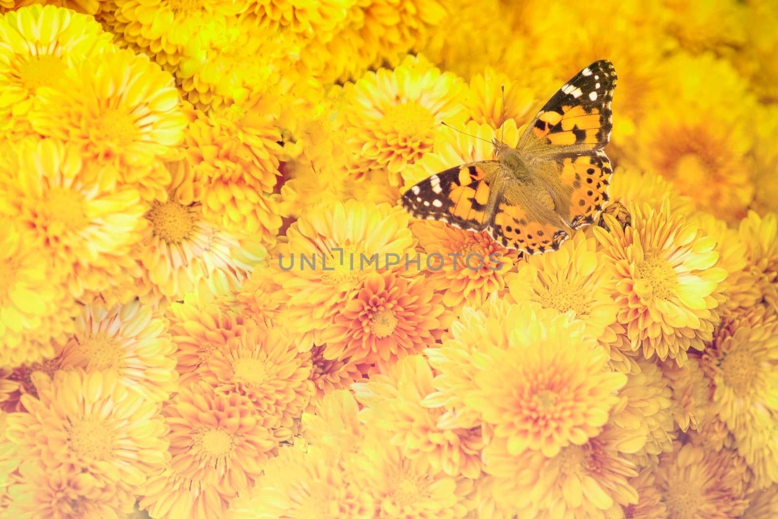 The natural backdrop of bright yellow chrysanthemums sitting on a butterfly by Vvicca