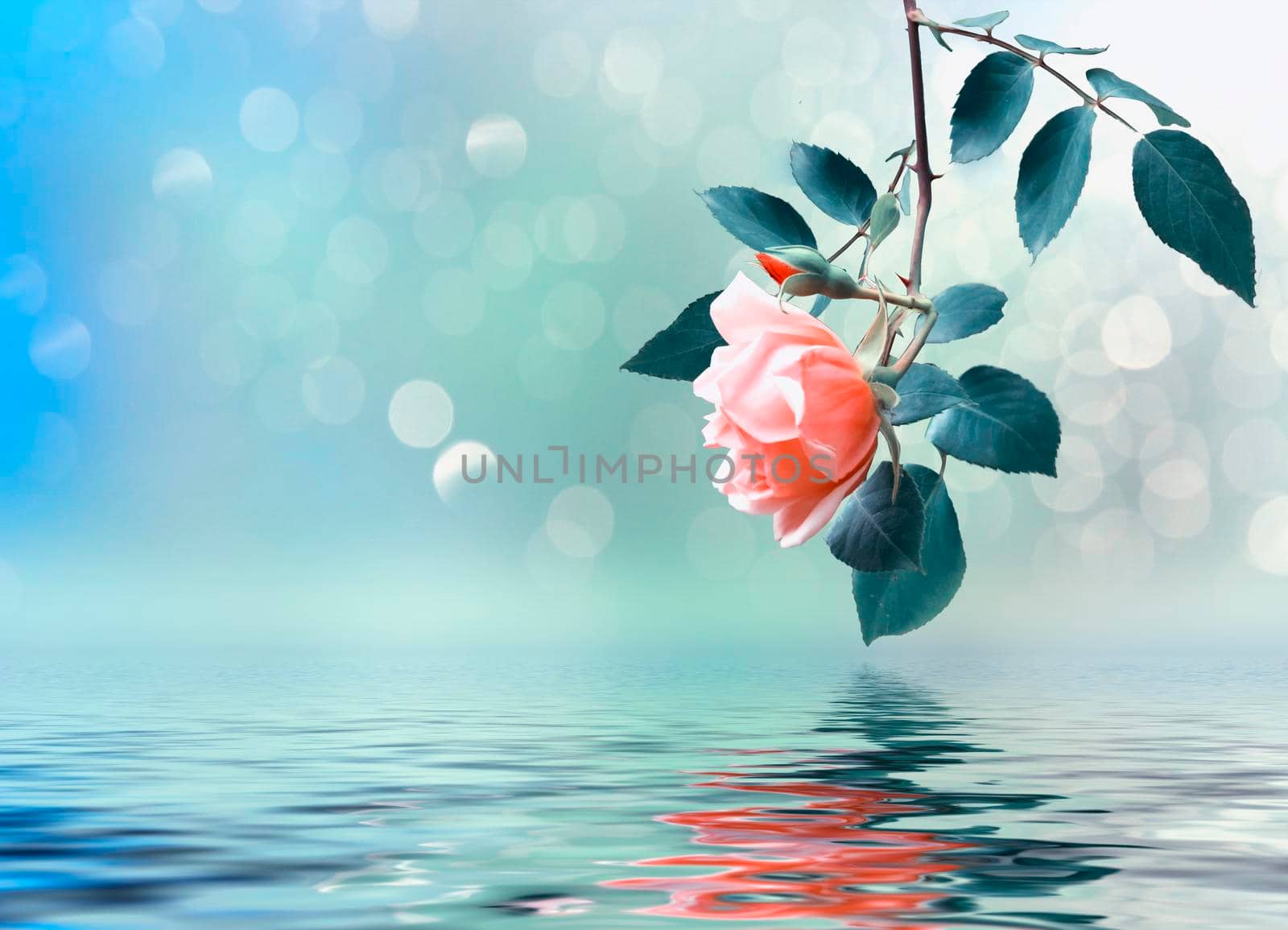 Floral background with rose branch reflected in water.