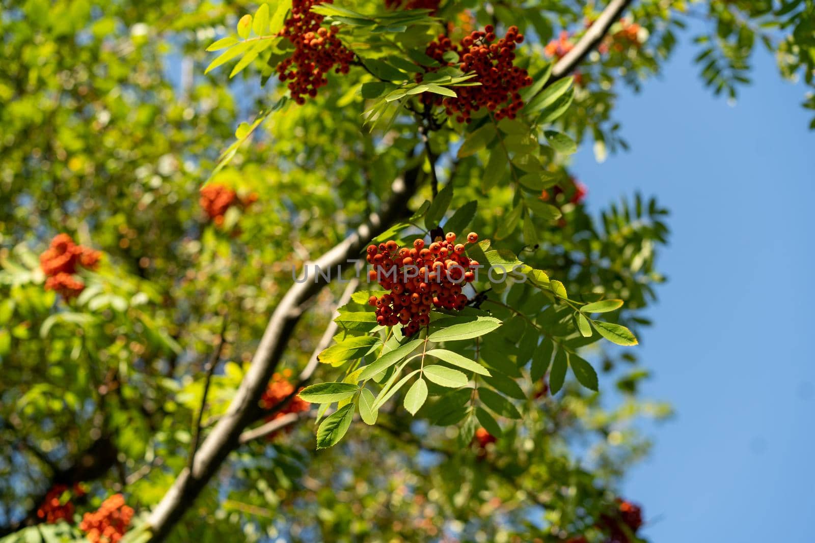 Mountain ash branches with red fruits against the blue sky.