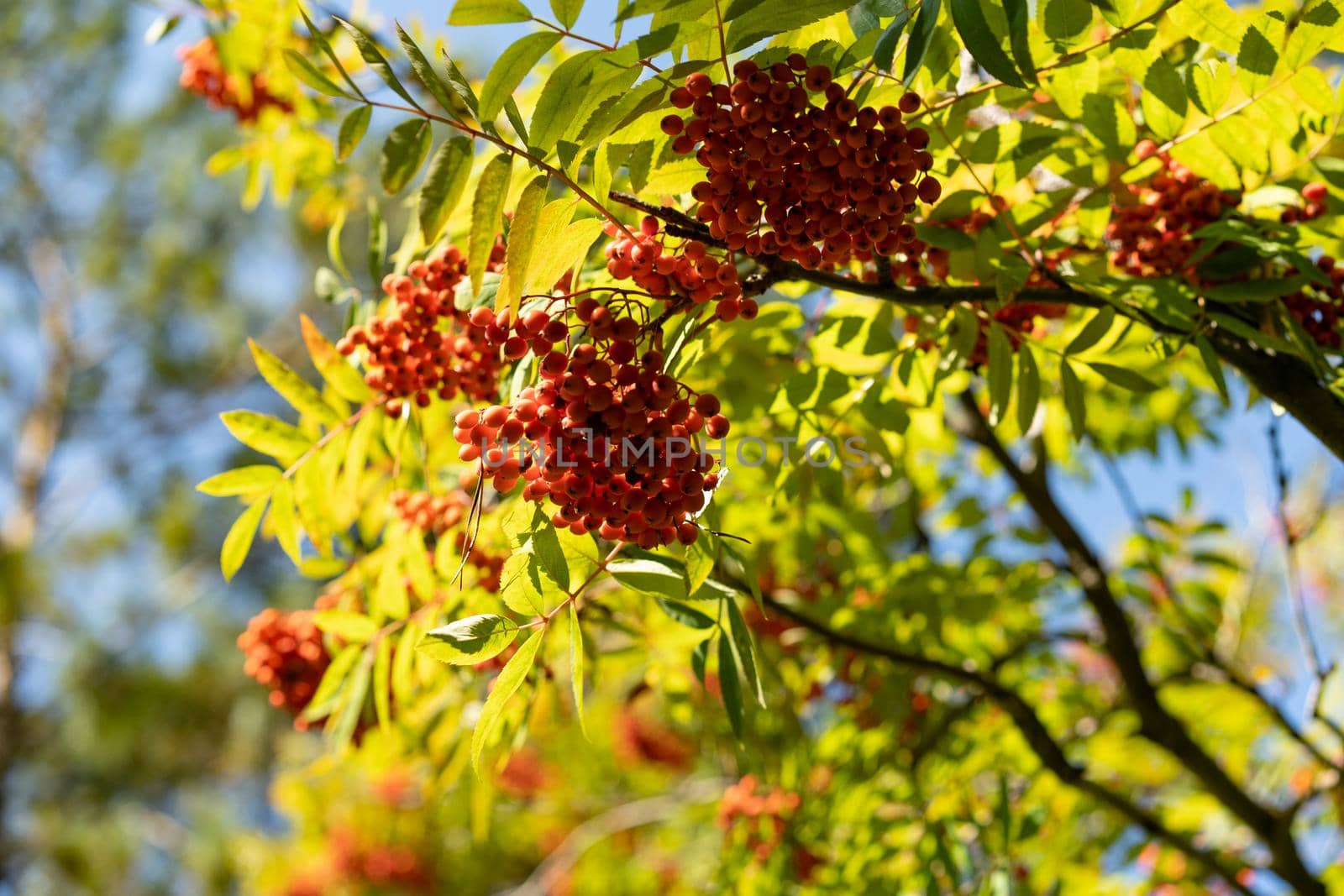 Mountain ash branches with red fruits against the blue sky.