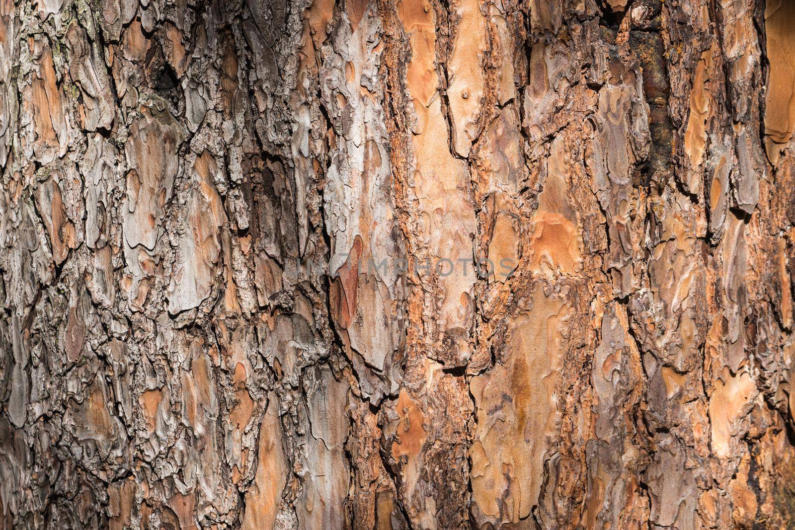 natural background made of a closeup of brown tree bark with wide grooves. by Vvicca