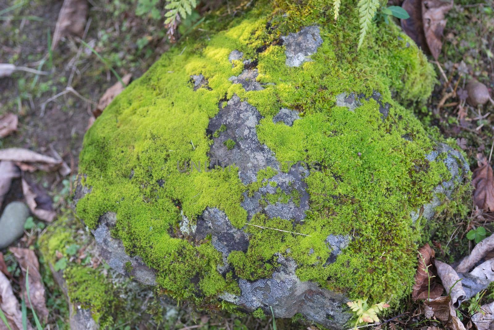 Natural background with stone overgrown with green moss. For design and networking