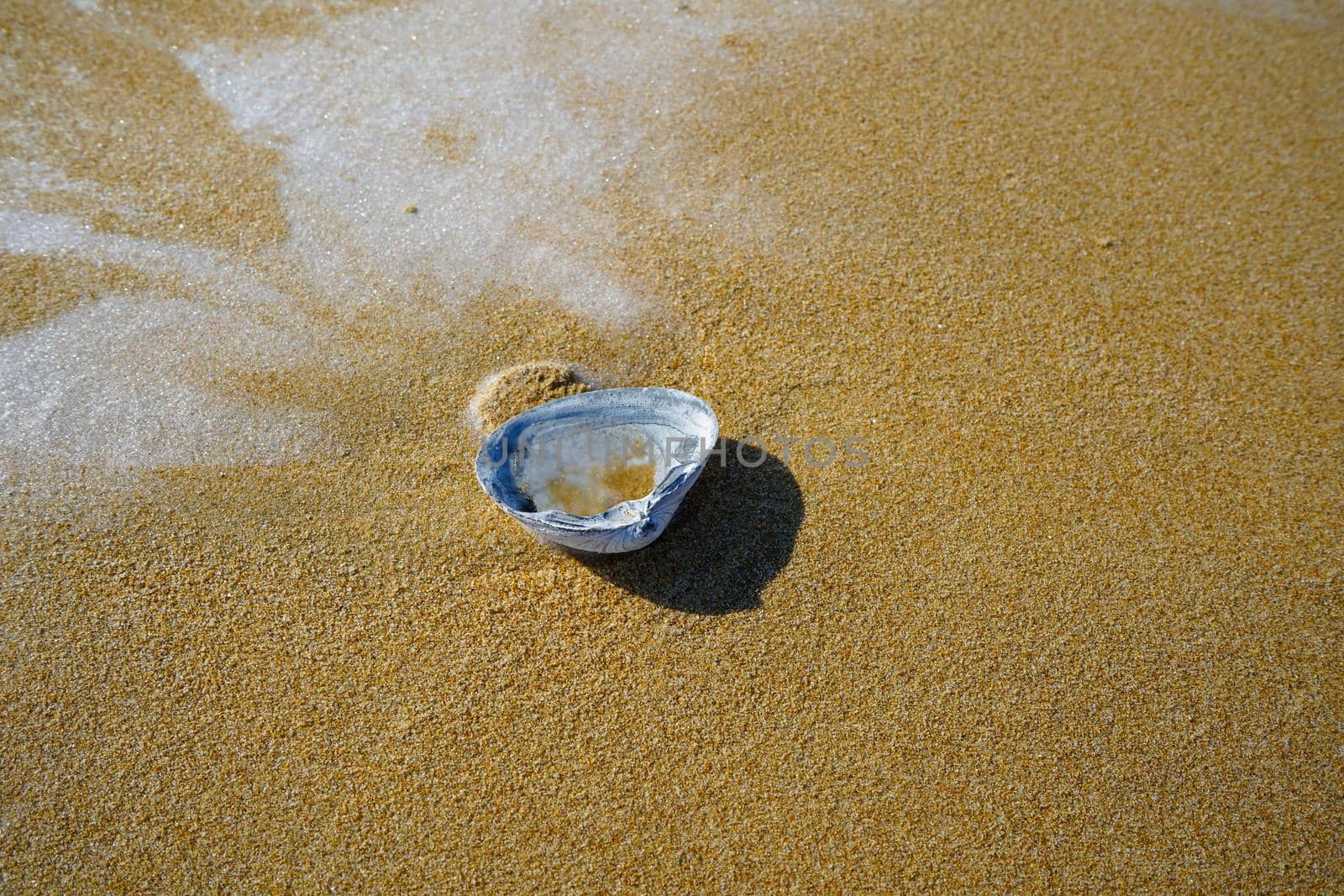 Natural background with a shell on the sand.