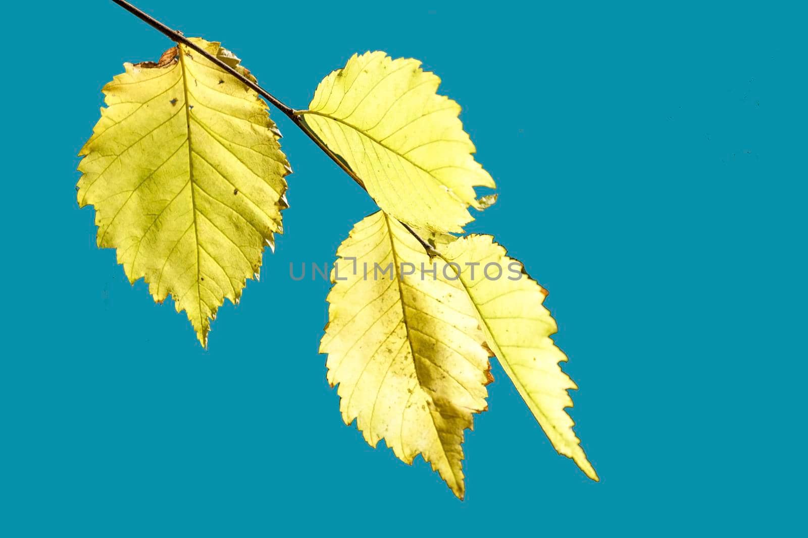 Natural background with yellow leaves on a blue sky.