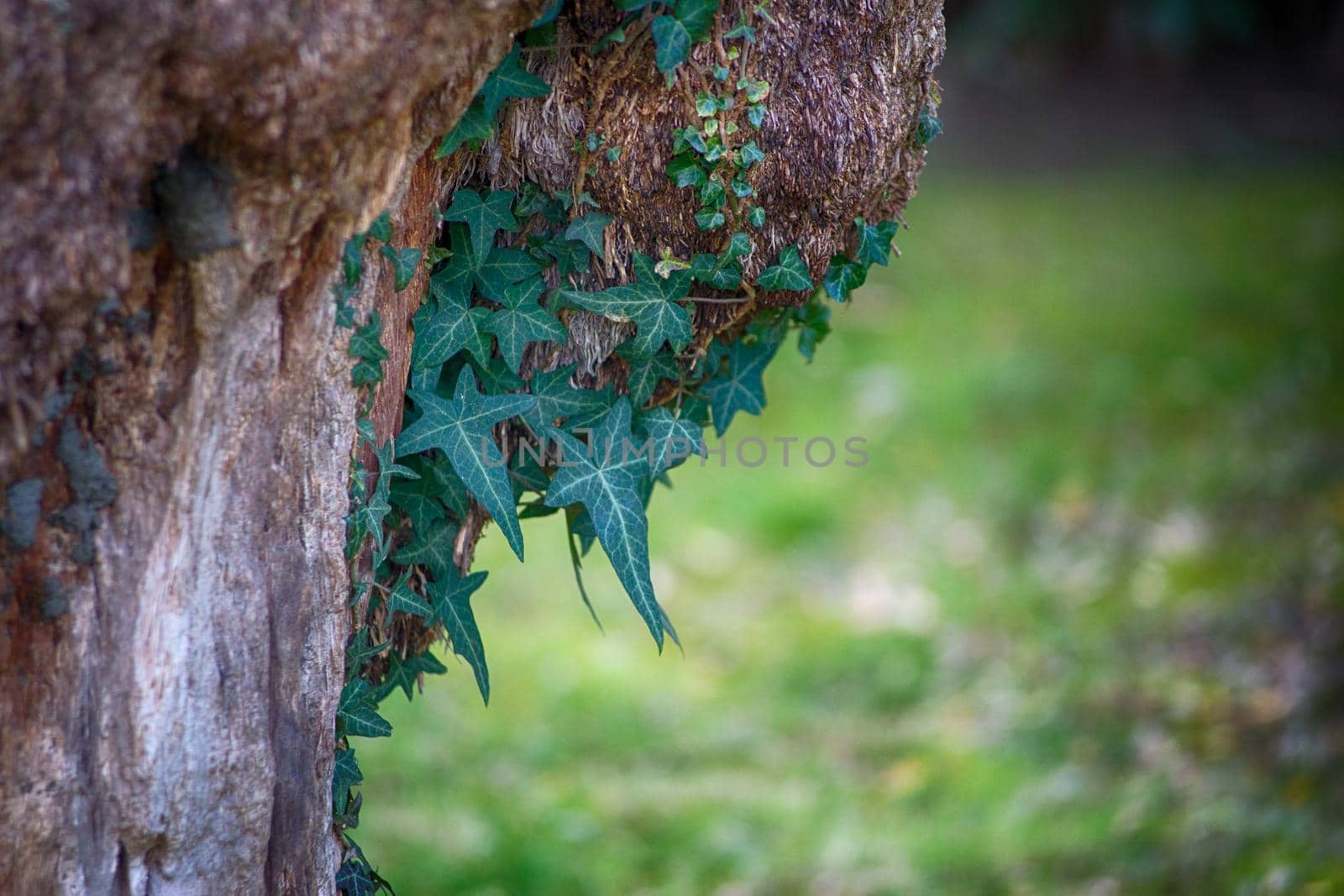 Dangling ivy on the trunk of an old tree on blurred green background by Vvicca