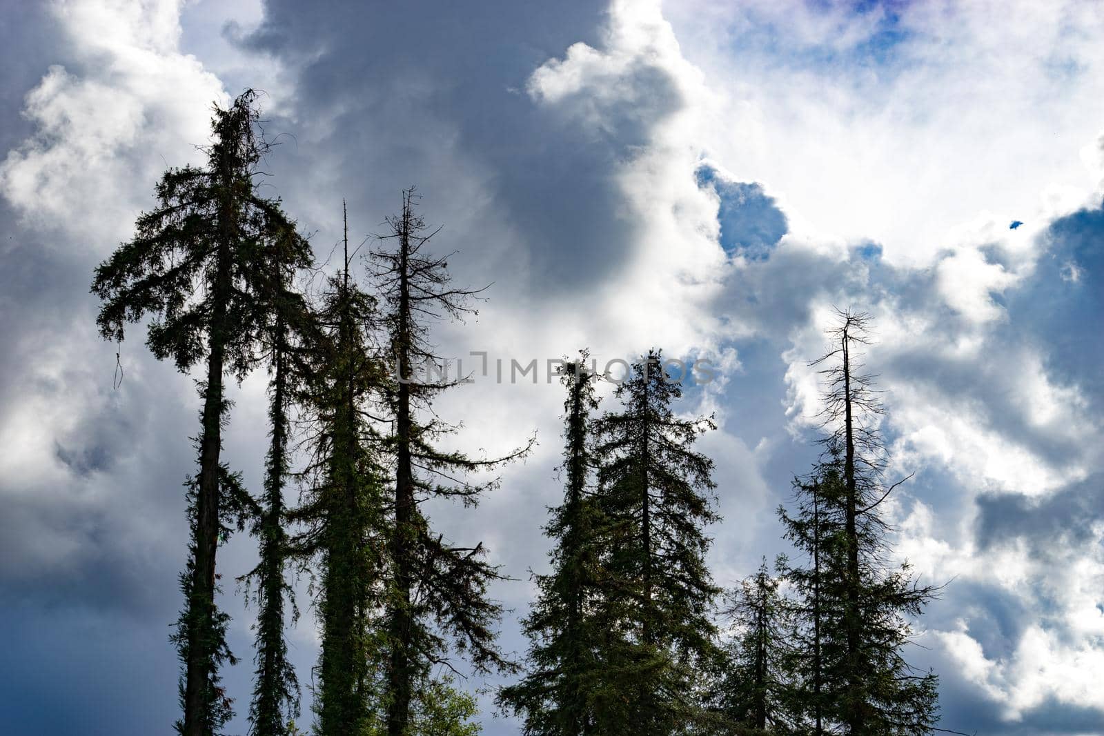 silhouettes of tall old fir trees against a blue sky with clouds by Vvicca