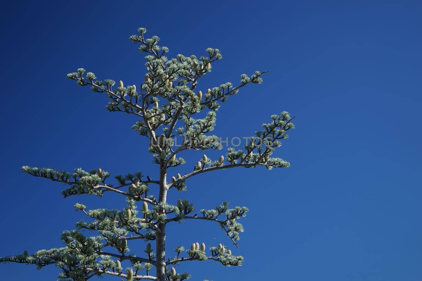 Cedrus atlantica tree on the background of blue sky.
