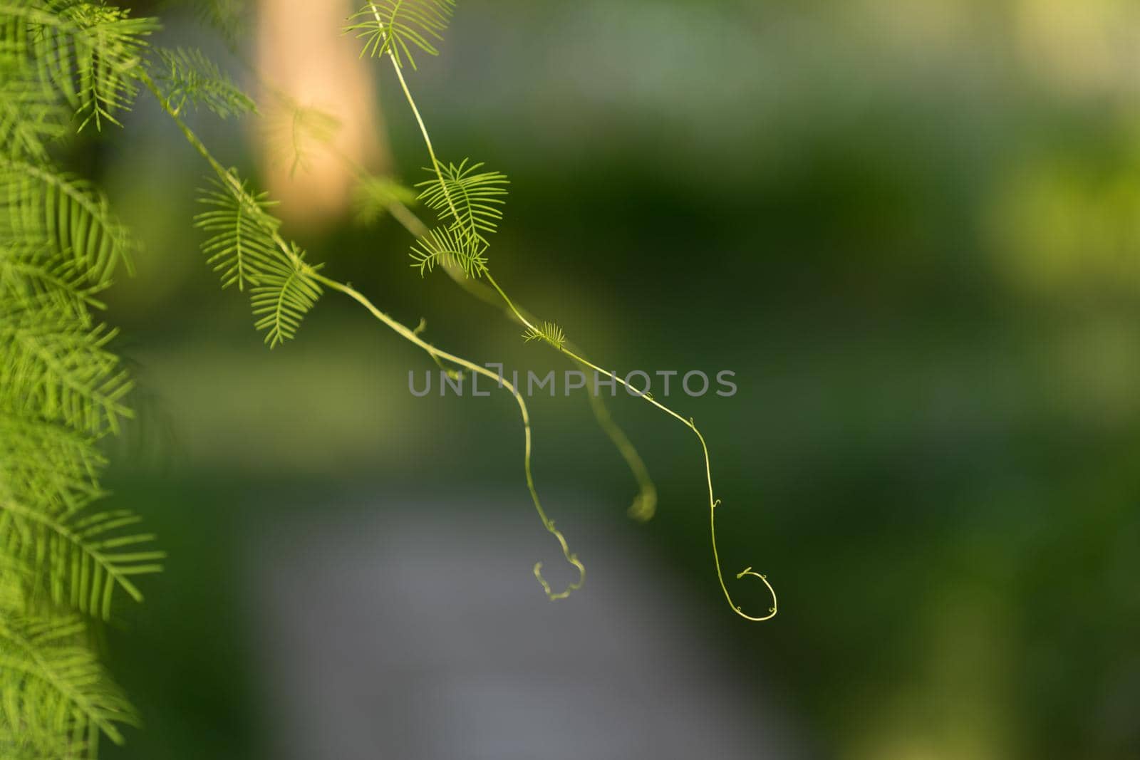natural background with trudging plant on the metal bars of the fence with strong blur and bokeh