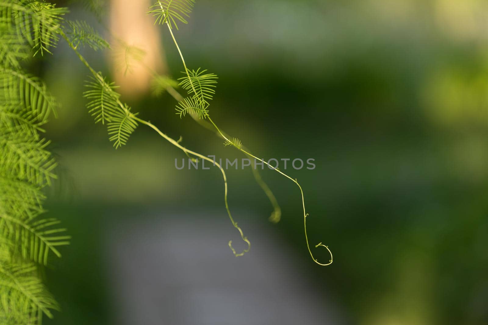 natural background with trudging plant on the metal bars by Vvicca