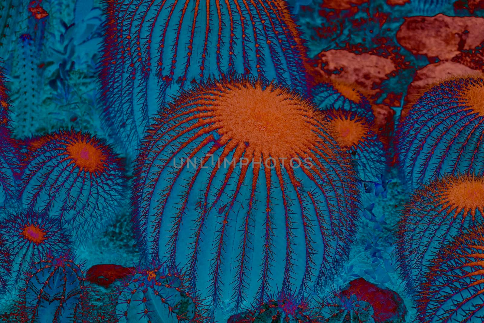 Abstract cactus texture background in blue and red