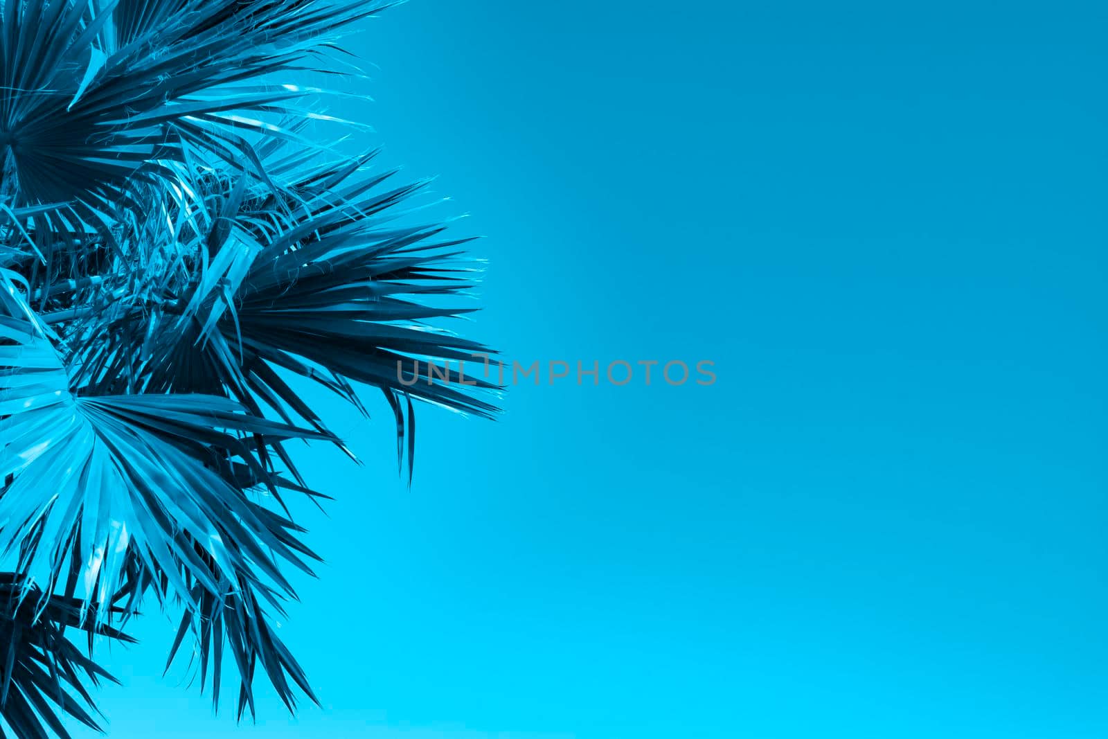 Blue natural background with palm leaves by Vvicca