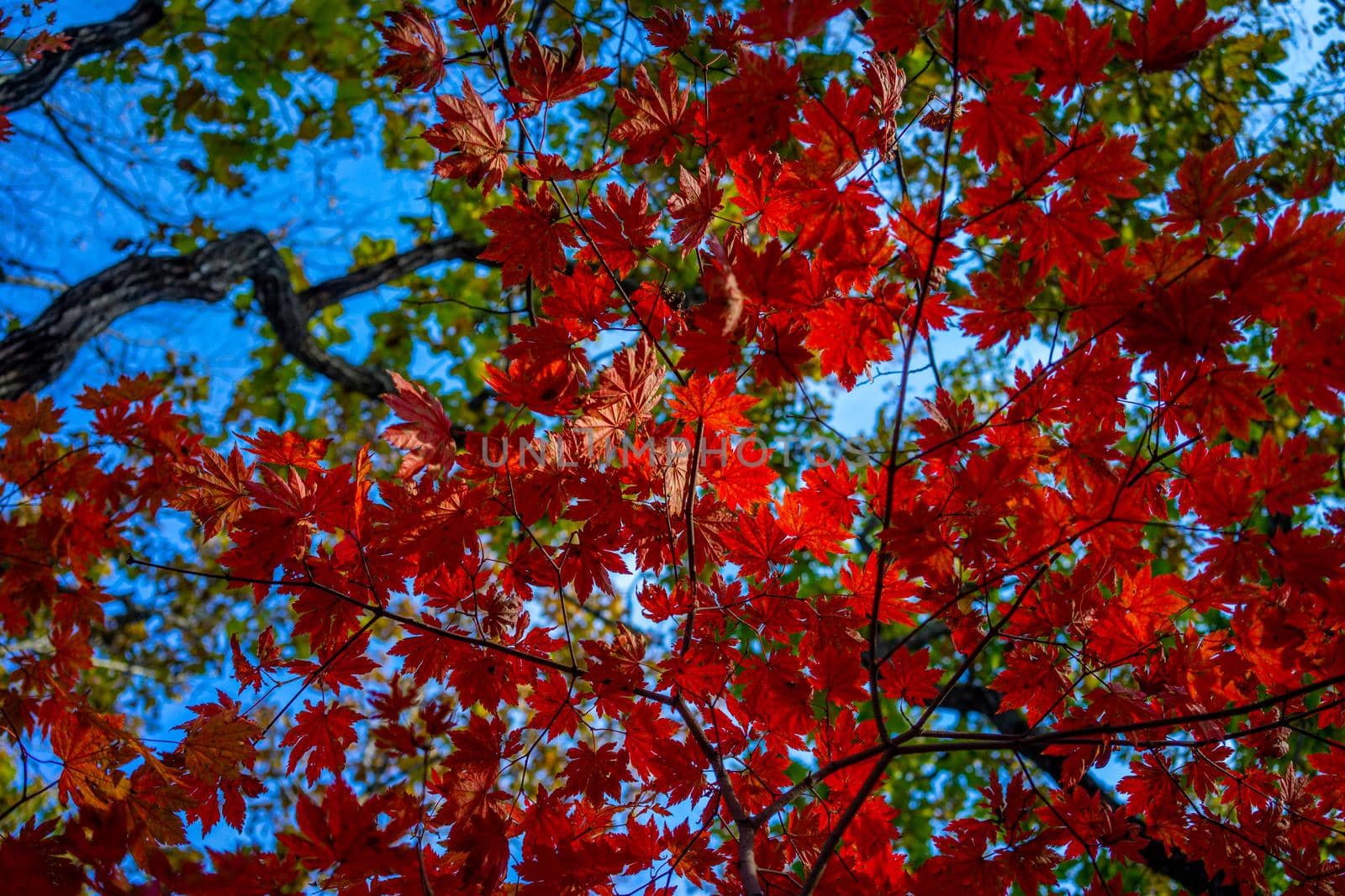 Autumnal ornament, red leaves of maple.