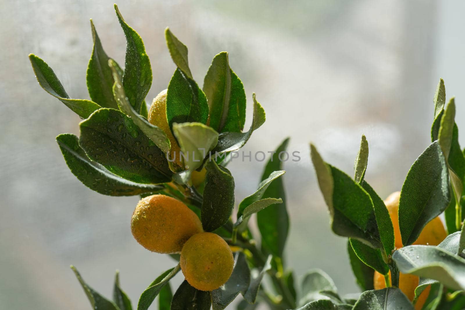 Kumquat branch with fruit on a blurred background by Vvicca