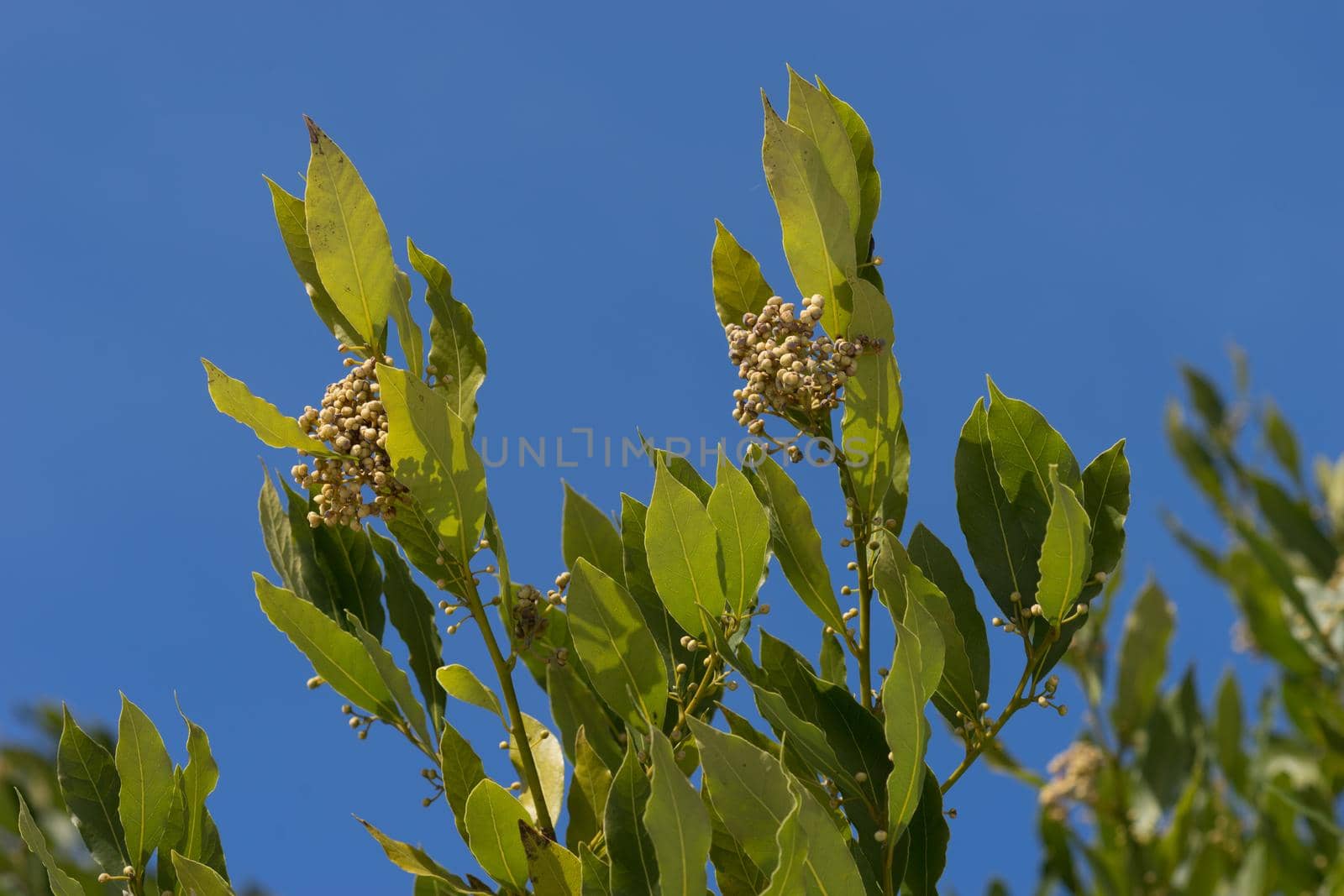 the branches and leaves of a Bay tree on a blue background of a cloudless sky