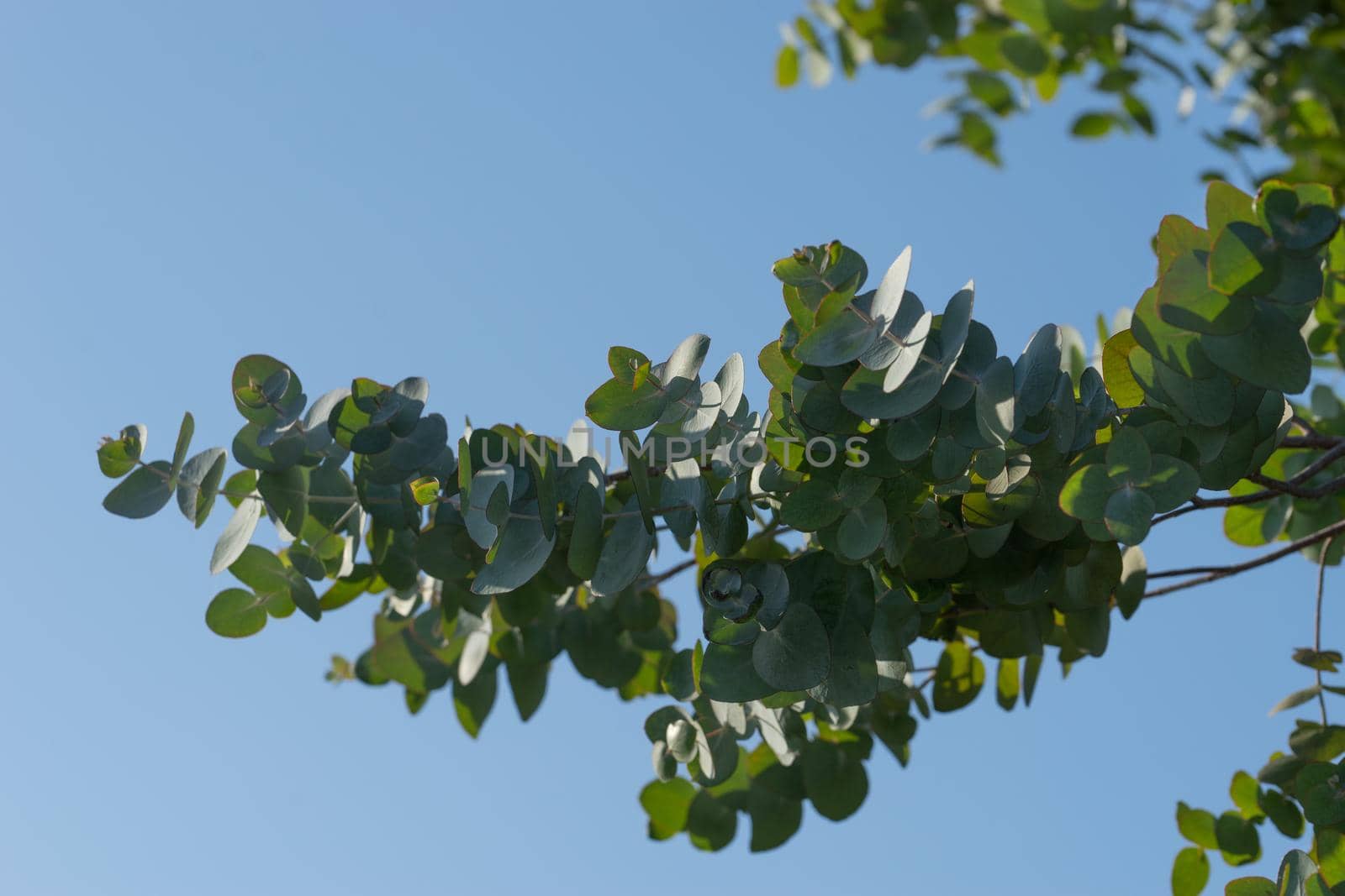 a branch of eucalyptus with silvery leaves against the blue sky