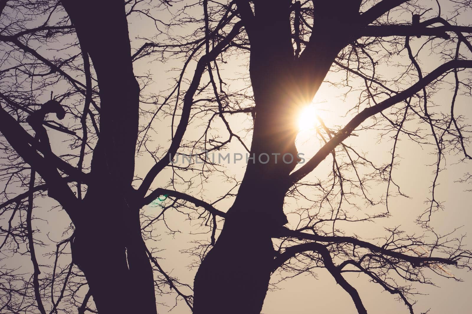 Landscape with silhouettes of trees in the background light.