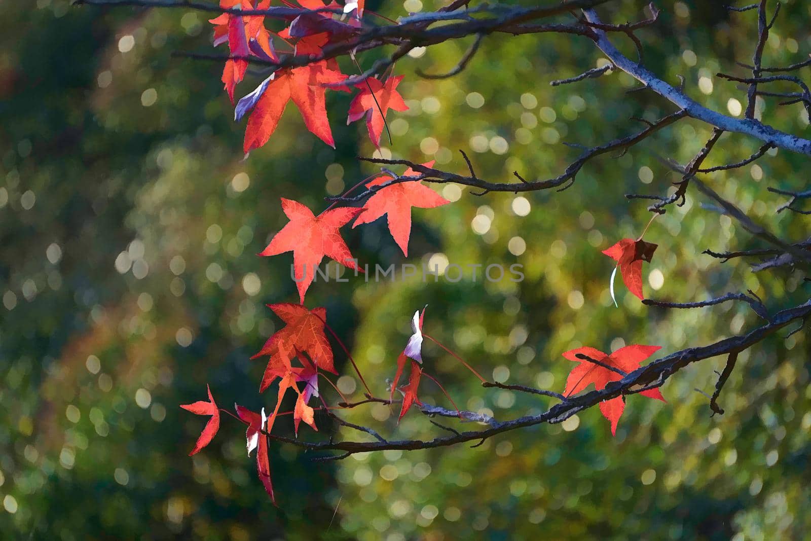 The red leaves of a canadian maple on the green blurred background with bokeh by Vvicca