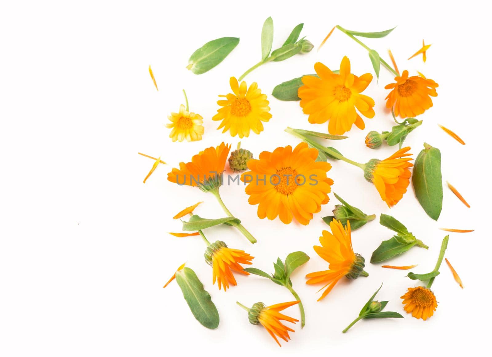 Calendula. Marigold flower isolated on white background with copy space for your text. by aprilphoto