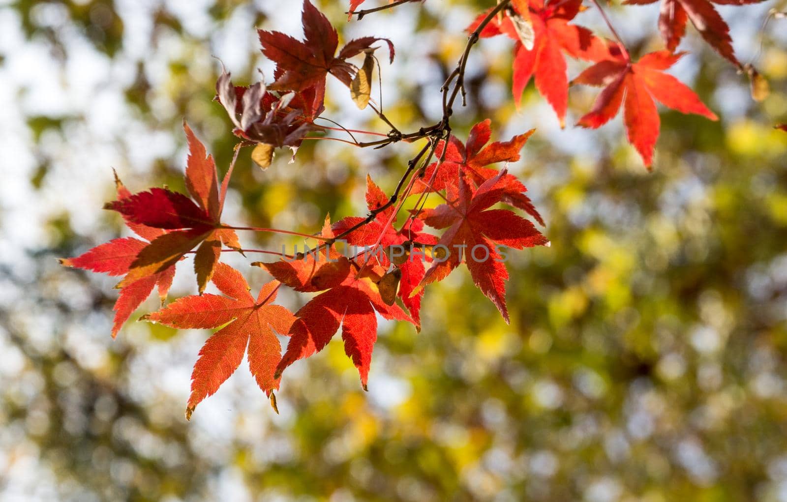 Red maple leaves in Golden autumn on a Sunny day
