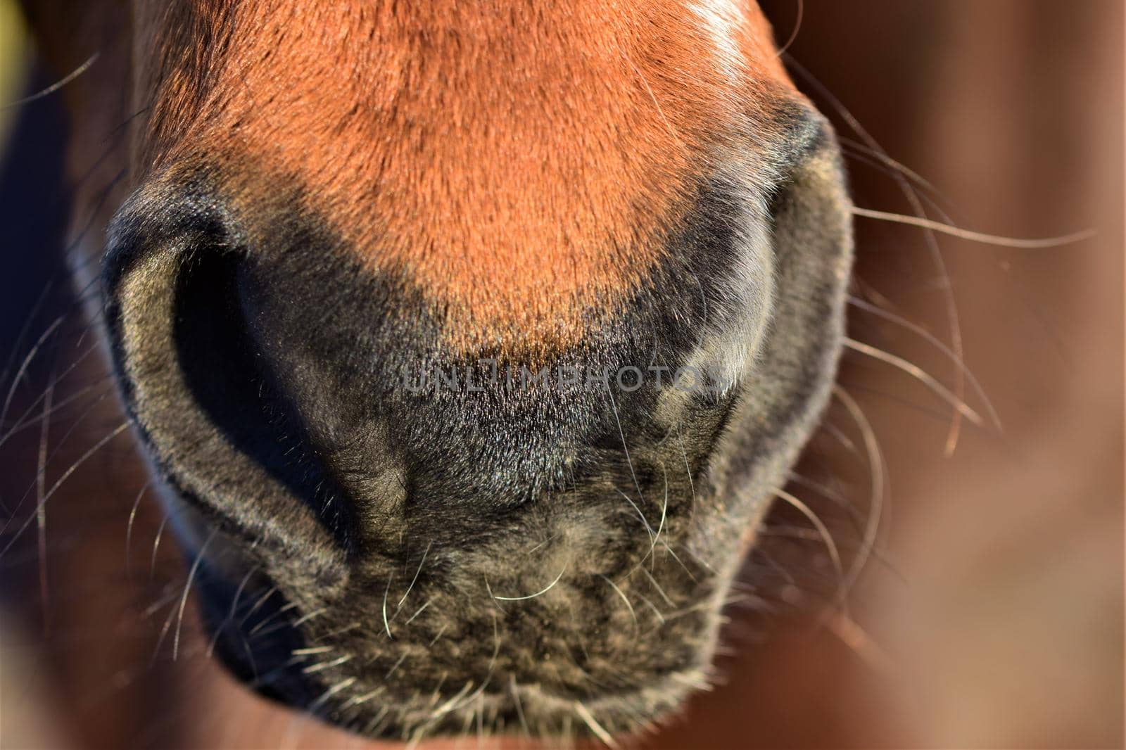 Nose of a brown horse as a close-up