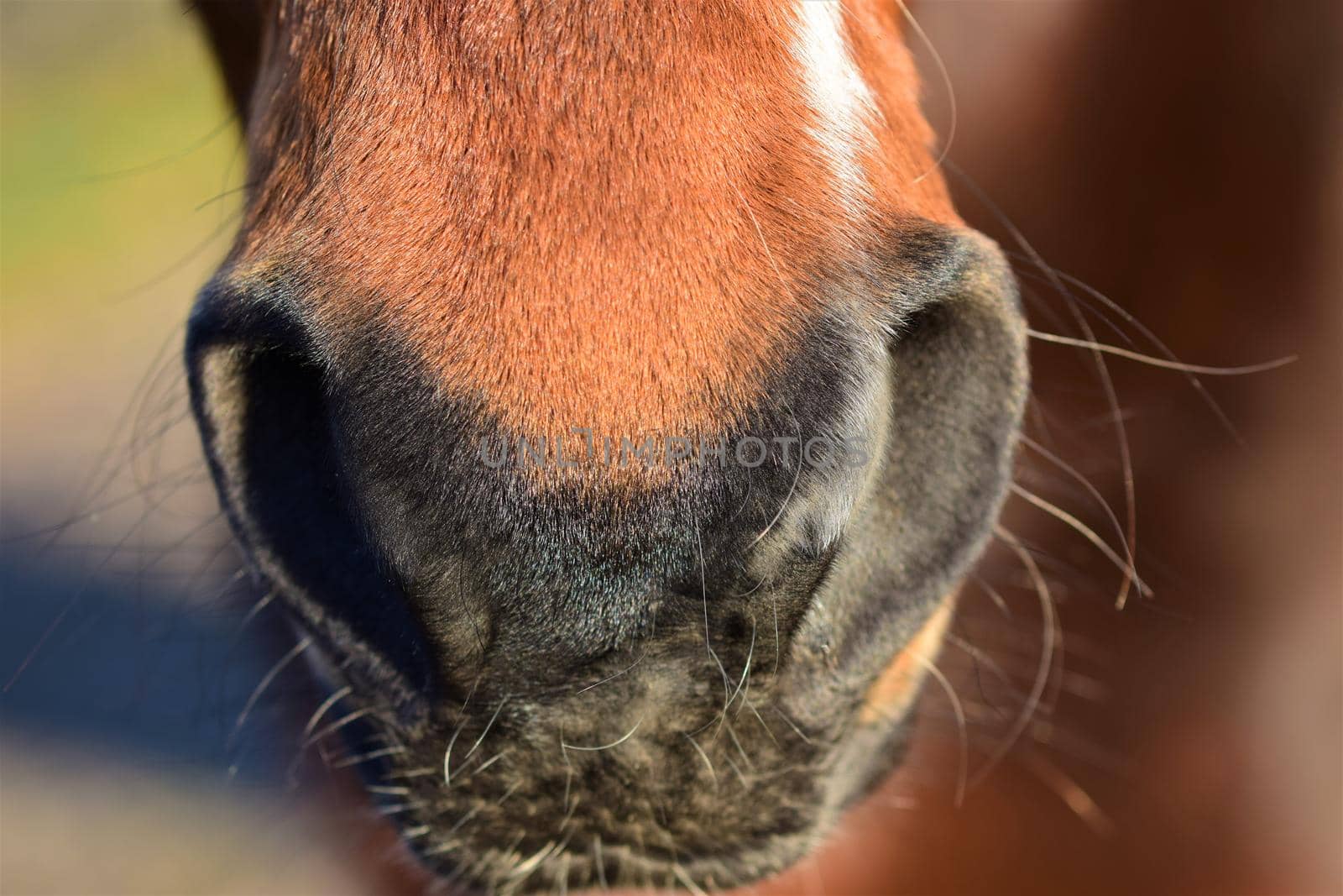 Nose of a brown horse as a close-up