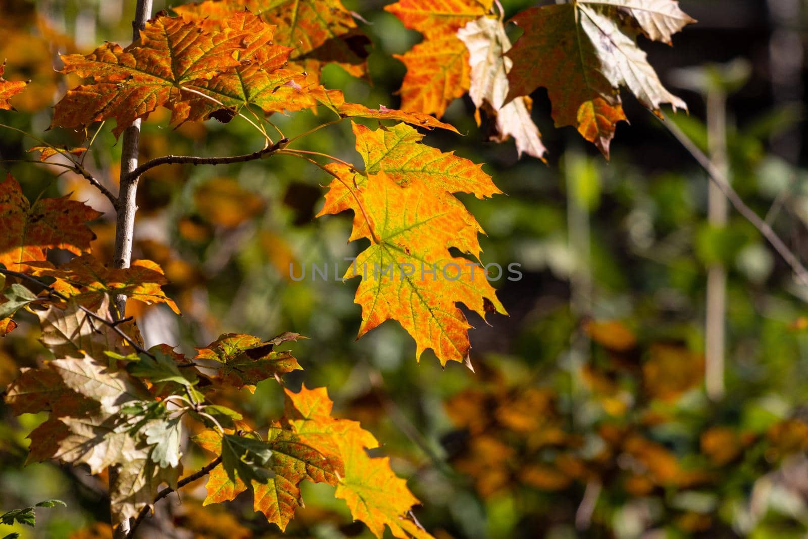 Colorful autumn leaves, yellow autumn leaves on a sunny day in October