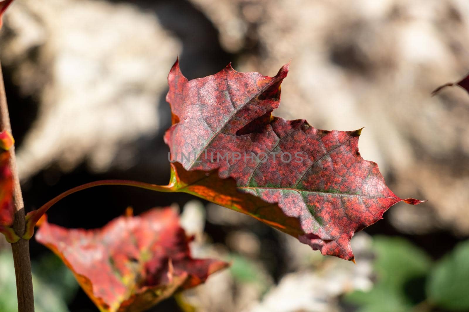 Colorful autumn leaves, red green autumn leaves on a sunny day in October