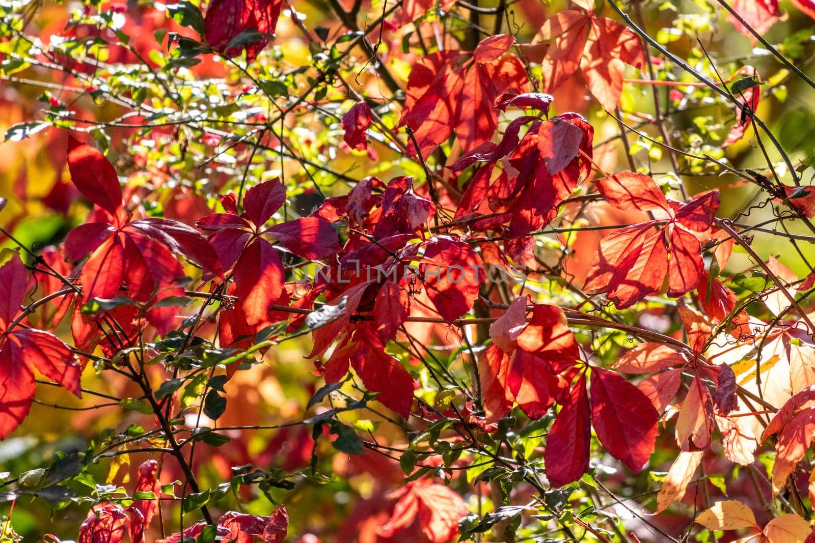 Multicolored autumn leaves on a sunny day in October 