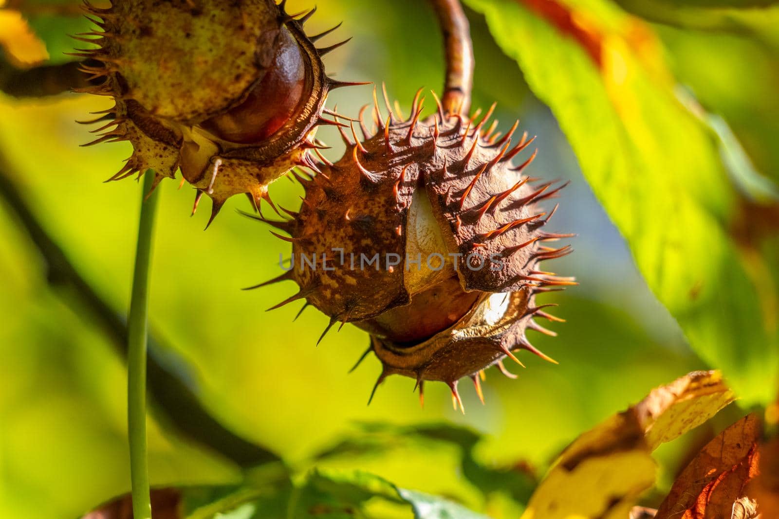 Close-up of horse chestnut on a tree in autumn by reinerc