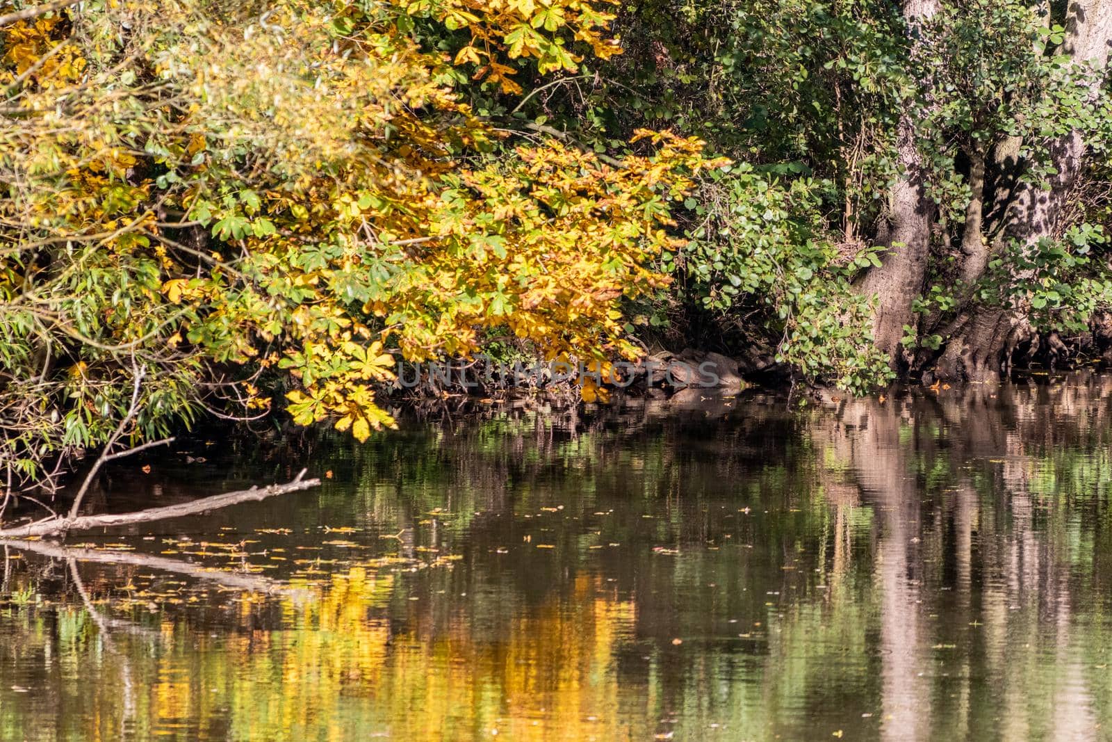 Water reflection of bush with colorful autumn leaves on a sunny day in october