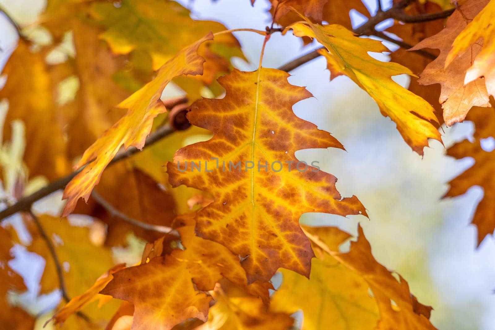 Colorful oak leaves on a branch in autumn by reinerc