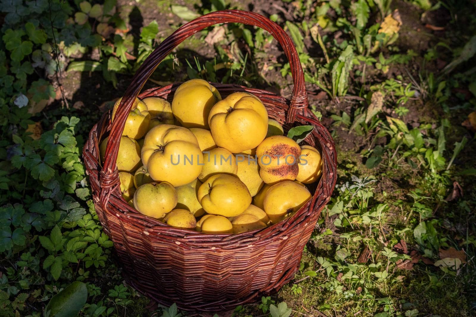 Wicker basket full of ripe quinces harvested in autumn