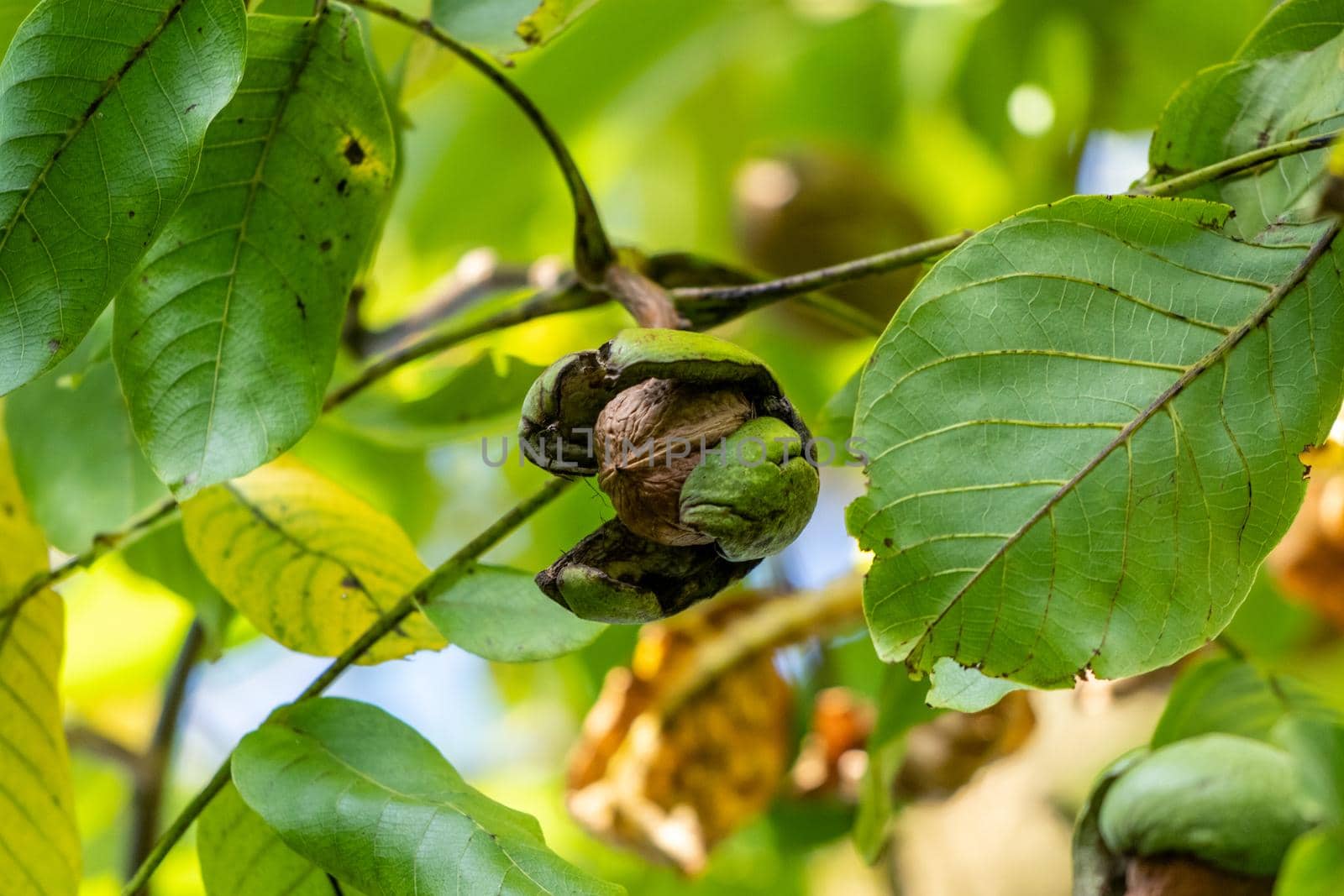 Ripe walnut with open outer shell on a walnut tree in autumn with green leaves 