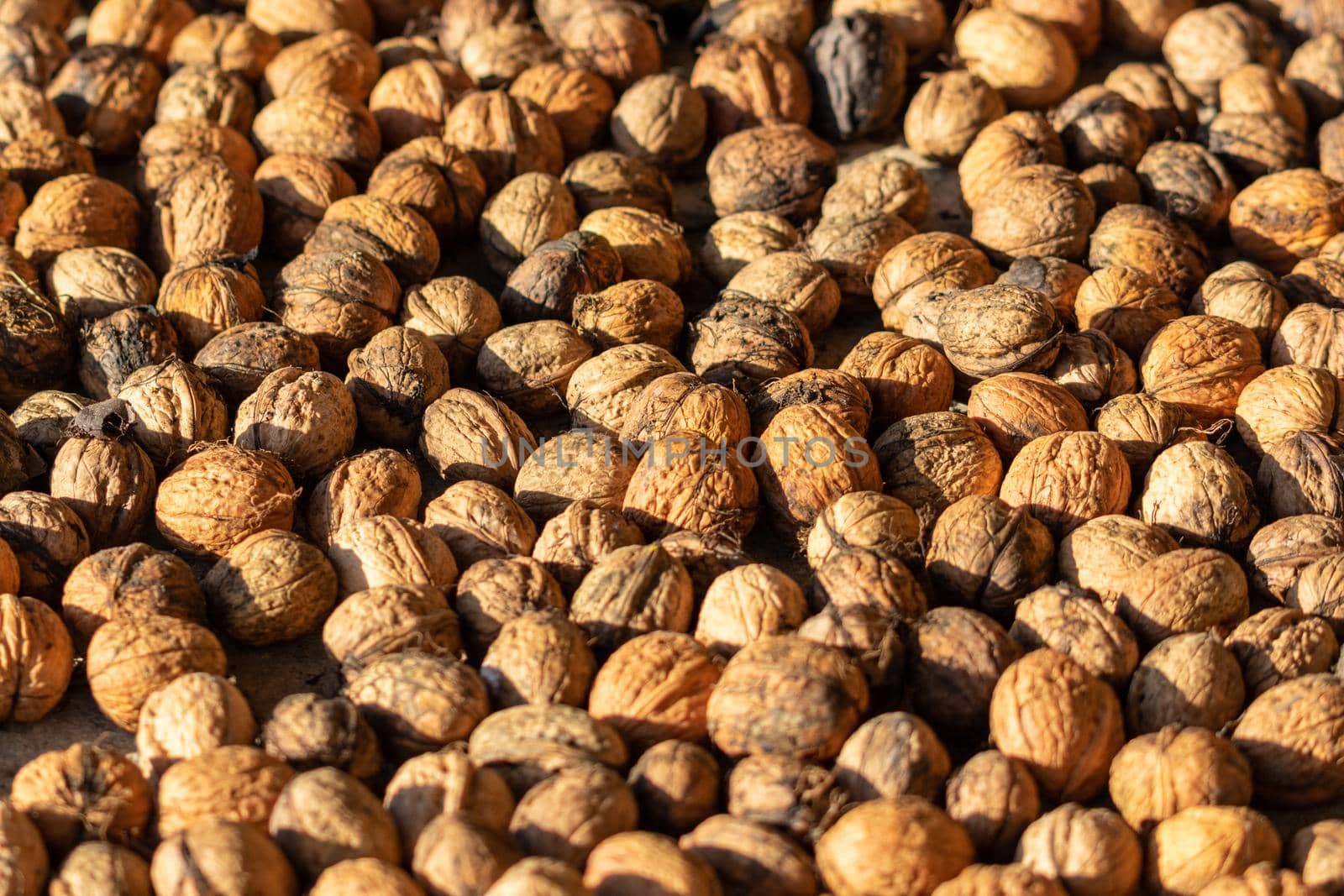 Walnuts to dry in the sun as background or texture